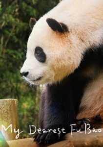 Мой друг панда